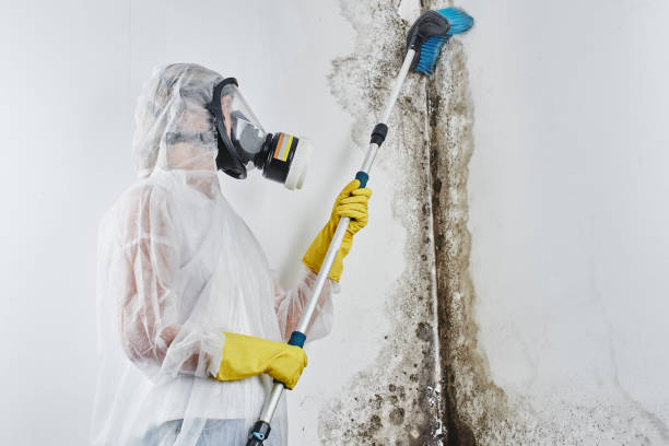 Mold Removal and Inspection in Dovesville, SC