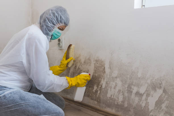 Crawl Space Mold Removal in Dovesville, SC