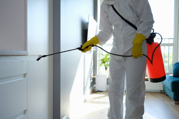Best Same-Day Mold Removal  in Dovesville, SC