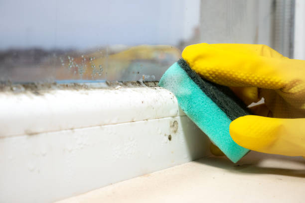 Best Commercial Mold Removal  in Dovesville, SC