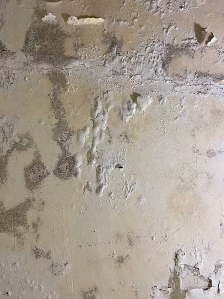 Best Mold Removal Company Near Me  in Dovesville, SC