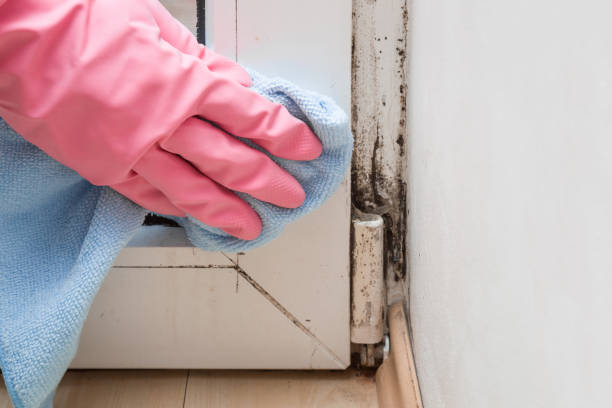 Mold Removal Process in Dovesville, SC