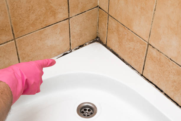 Best Mold Remediation Services  in Dovesville, SC